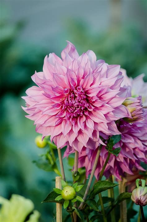 dahlia wikipedia